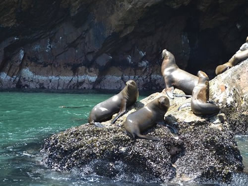 full-day-paracas-ica