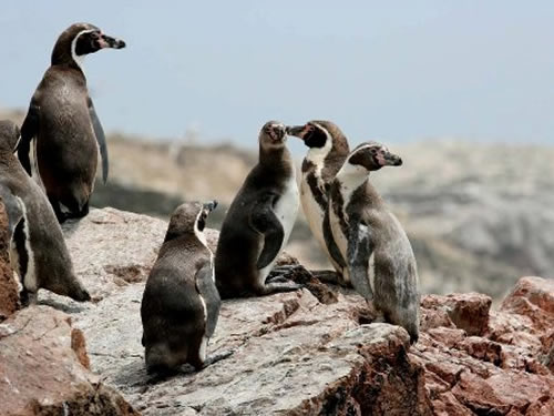 full-day-paracas-ica